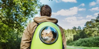 Best Cat Backpack